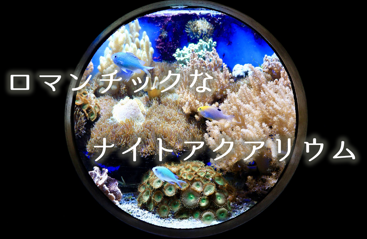 ロマンチックなナイトアクアリウム
